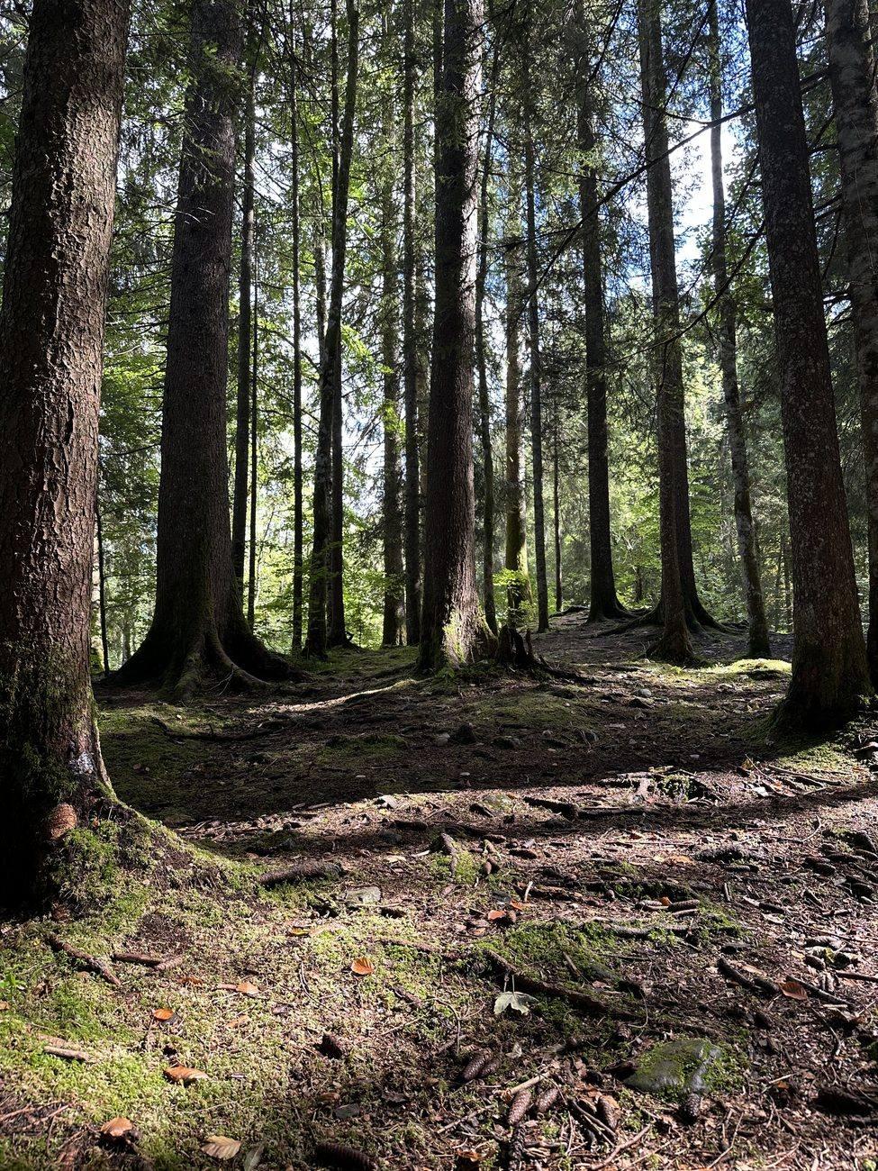 Sunlight filtering through tall pine trees onto a mossy forest floor near Morzine, France