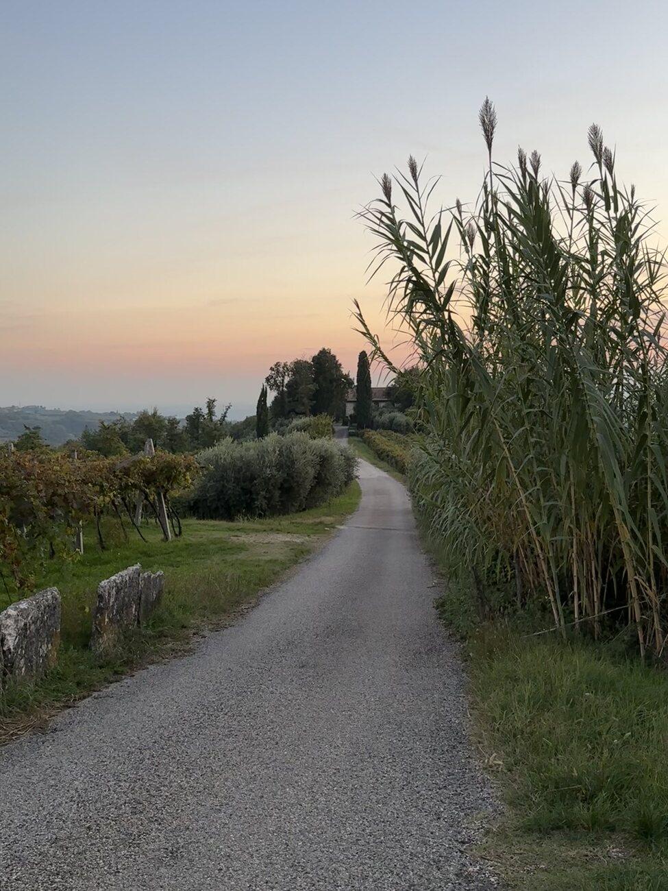 A quiet gravel road winding past vineyards and tall grasses toward a sunset sky in Negrar, Italy
