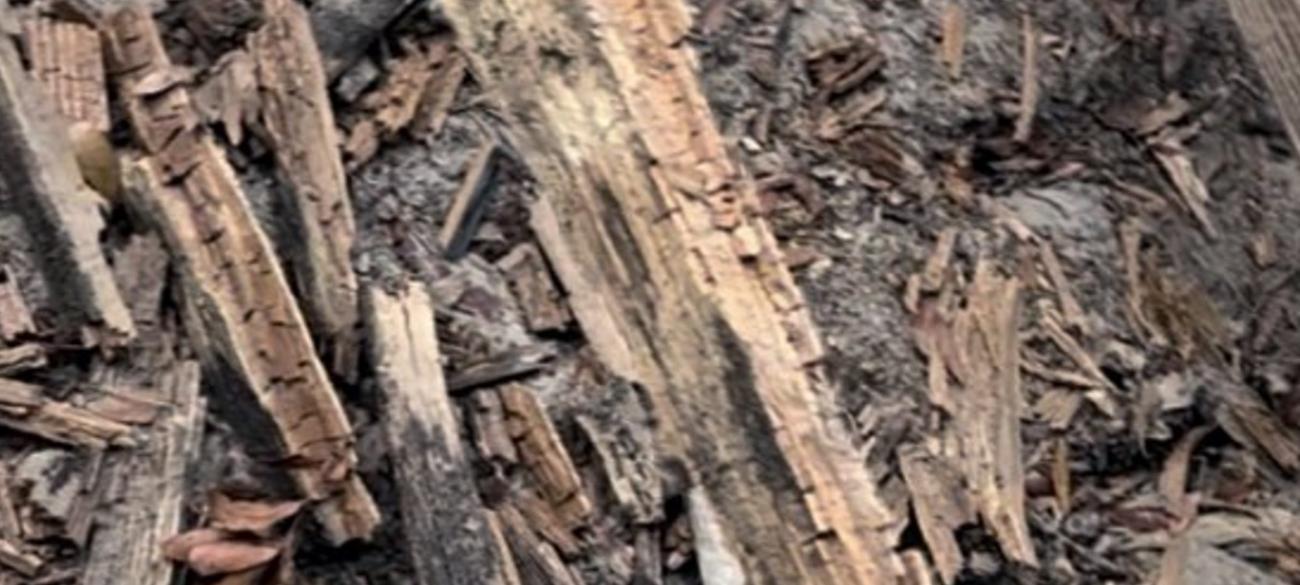 Close detail of rotted, splintering wood