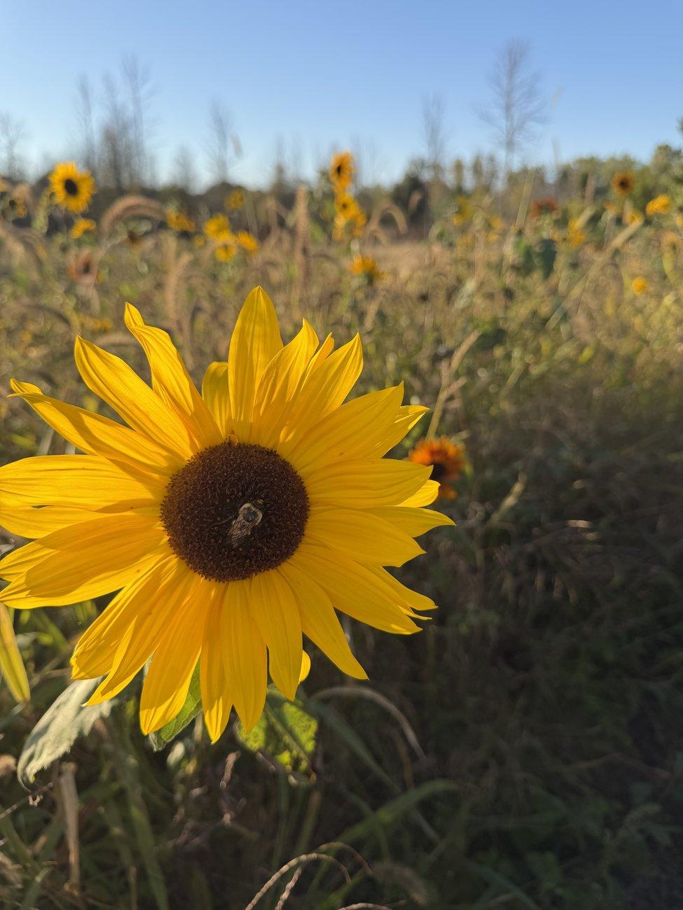 A bright yellow sunflower with a bee at its center, glowing in a field of wildflowers under a clear blue sky in Isle La Motte, Vermont