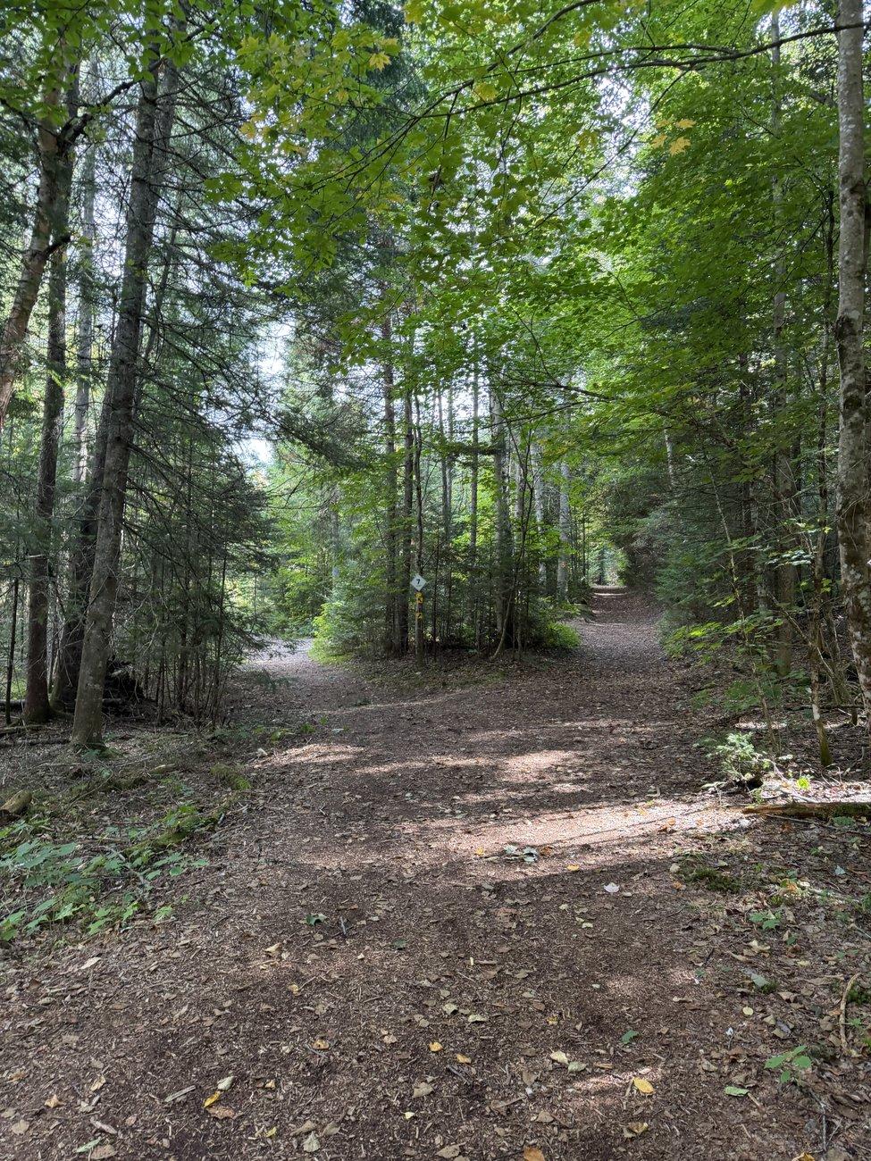 A wooded dirt trail splitting into two paths under a green summer canopy in Addison, Vermont