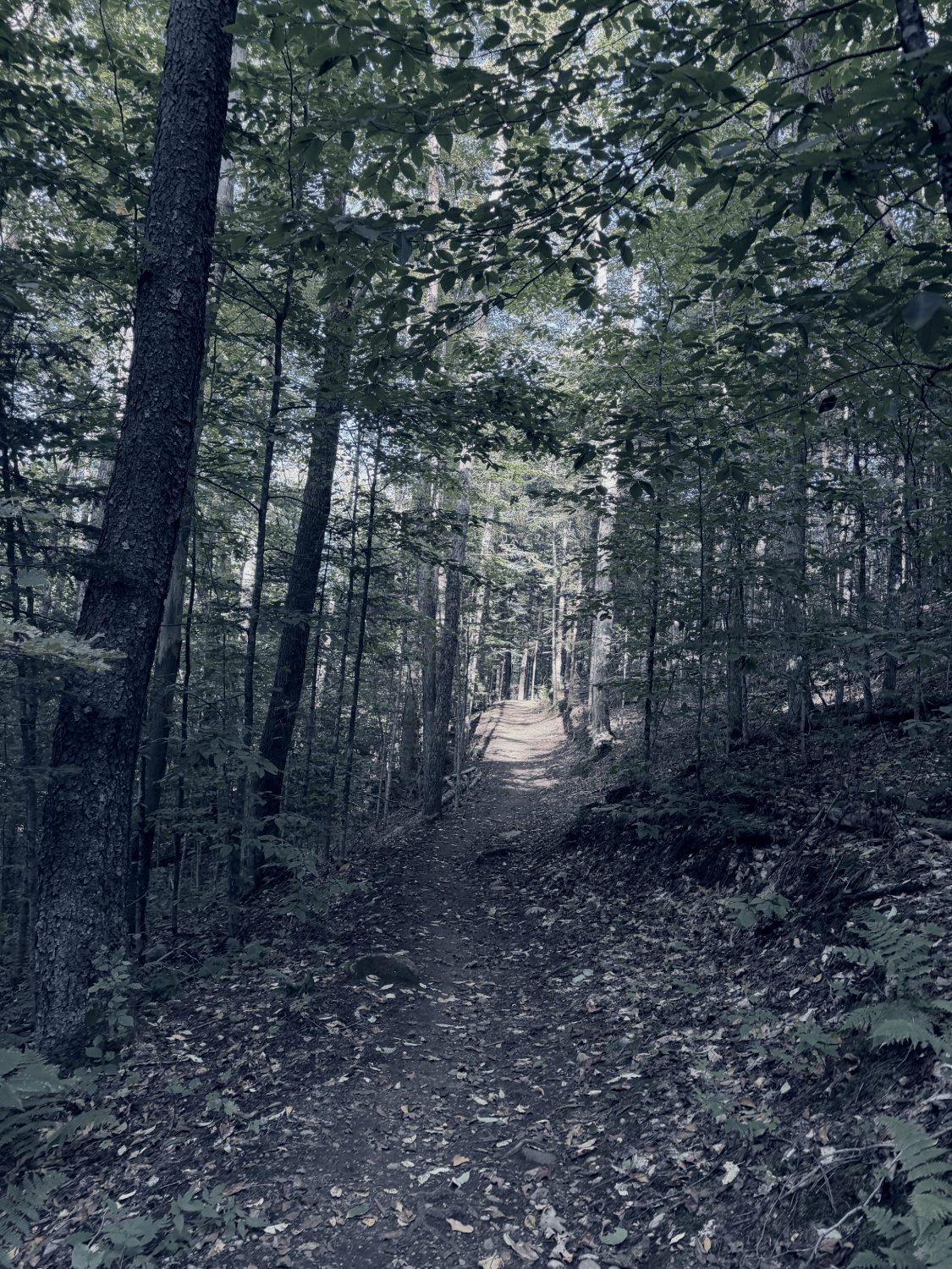 A narrow trail enclosed by dense dark woods
